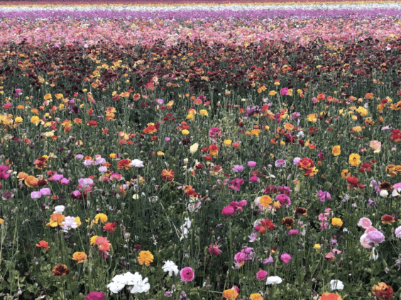 7 Reasons Why You Should Visit Carlsbad This Summer